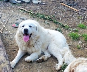 Father of the Great Pyrenees puppies born on 02/24/2024
