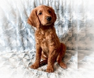 Goldendoodle-Poodle (Miniature) Mix Puppy for sale in CHEYENNE, WY, USA