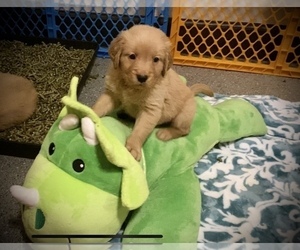 Golden Retriever Puppy for sale in YUBA CITY, CA, USA