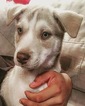 Puppy 0 Siberian Husky-Staffordshire Bull Terrier Mix