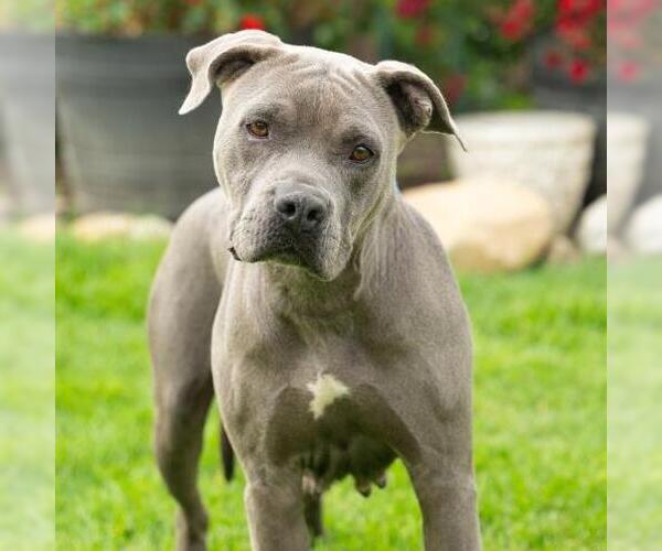 Medium Photo #2 Mutt Puppy For Sale in Camarillo, CA, USA