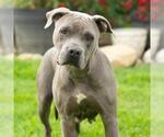 Small #1 Mutt