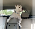 Small #4 American Bulldog-Staffordshire Bull Terrier Mix