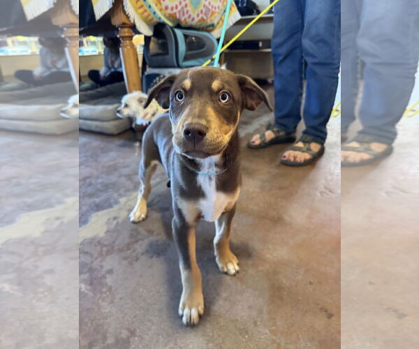 Medium Photo #2 Australian Shepherd-Rottweiler Mix Puppy For Sale in Williamsburg, NM, USA