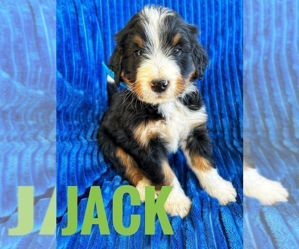 Medium Photo #3 Bernedoodle (Miniature) Puppy For Sale in BOWLING GREEN, KY, USA