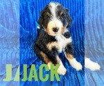 Small Photo #3 Bernedoodle (Miniature) Puppy For Sale in BOWLING GREEN, KY, USA