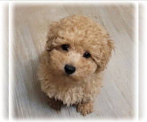Poodle (Toy) Puppy for sale in ROCK HILL, SC, USA