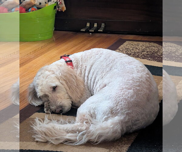 Medium Photo #4 Goldendoodle Puppy For Sale in Rochester, NY, USA