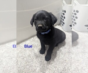 Golden Labrador Puppy for sale in CAMERON, MO, USA