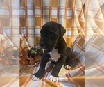 Image preview for Ad Listing. Nickname: Copper