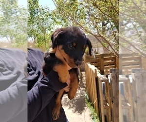 Rottweiler Puppy for sale in WILLIAMSBURG, CO, USA