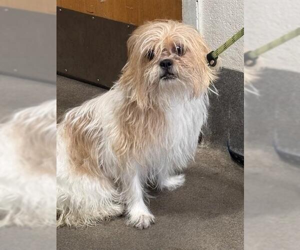 Medium Photo #1 Shih Tzu Puppy For Sale in Forestville, MD, USA