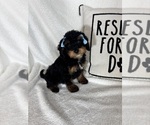 Small #3 Bernedoodle