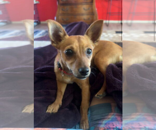 Medium Photo #2 Chiweenie Puppy For Sale in Chandler, AZ, USA