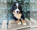 Small #4 Bernese Mountain Dog