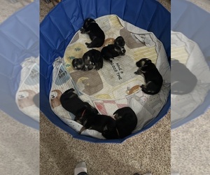 German Shepherd Dog Litter for sale in METAMORA, MI, USA