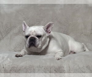 French Bulldog Dogs for adoption in Bedford, VA, USA