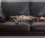 Small #8 German Shepherd Dog Mix
