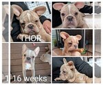 Small Photo #71 French Bulldog Puppy For Sale in MCKINLEYVILLE, CA, USA
