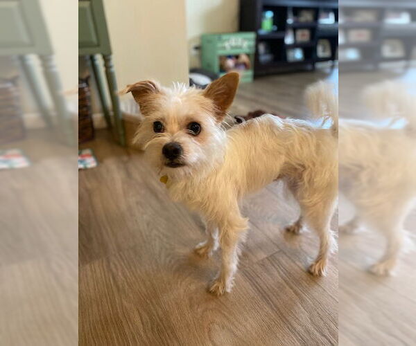 Medium Photo #4 Mutt Puppy For Sale in Sandy, UT, USA