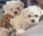 Small #2 Bichon Frise