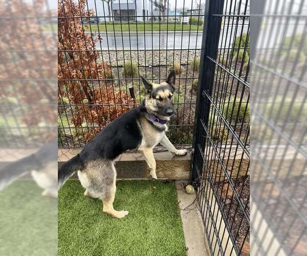 Medium Photo #4 German Shepherd Dog-Unknown Mix Puppy For Sale in Elk Grove, CA, USA