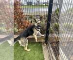 Small #3 German Shepherd Dog Mix