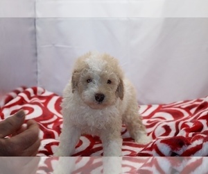 Poodle (Miniature) Puppy for sale in DYERSBURG, TN, USA