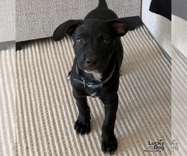 Medium Photo #1 Labrador Retriever-Unknown Mix Puppy For Sale in Washington, DC, USA