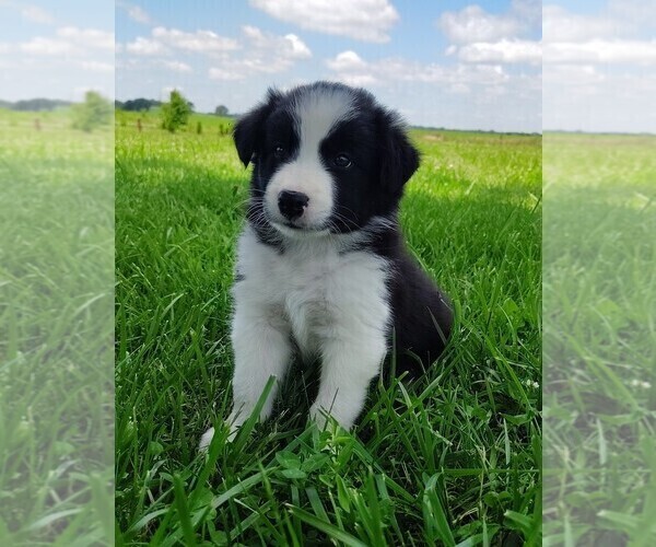 Medium Photo #137 Border Collie Puppy For Sale in NORBORNE, MO, USA