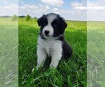 Small Photo #137 Border Collie Puppy For Sale in NORBORNE, MO, USA