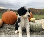 Small Photo #2 Sheepadoodle Puppy For Sale in NATURAL BRG, VA, USA