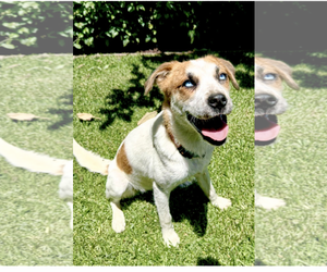 Beagle Dogs for adoption in Menifee, CA, USA