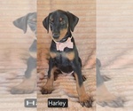 Small #1 Doberman Pinscher