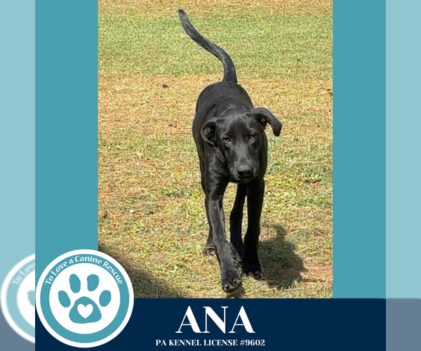 Medium Photo #2 Labrador Retriever-Unknown Mix Puppy For Sale in Kimberton, PA, USA