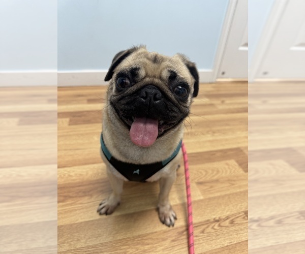 Medium Photo #1 Pug Puppy For Sale in SOUTH JORDAN, UT, USA
