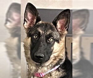 German Shepherd Dog Dogs for adoption in Modesto, CA, USA