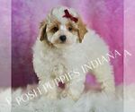Puppy Bambi Poodle (Miniature)