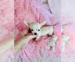 Small #32 Chihuahua