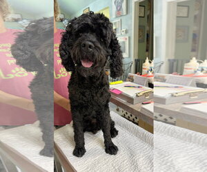 Cockapoo (Miniature) Dogs for adoption in Benton, LA, USA