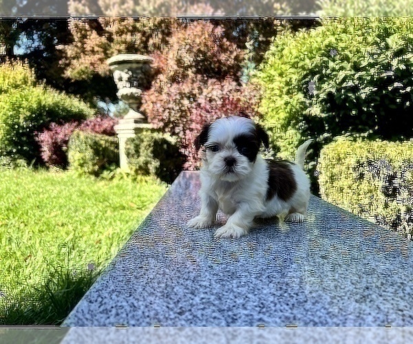 Medium Photo #27 Shih Tzu Puppy For Sale in HAYWARD, CA, USA