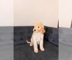 Small #5 Goldendoodle