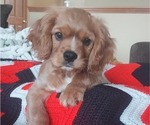 Small Photo #6 Cavalier King Charles Spaniel Puppy For Sale in BELVIDERE, IL, USA
