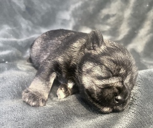 Schnauzer (Miniature) Puppy for sale in MOUNTAIN GRV, MO, USA
