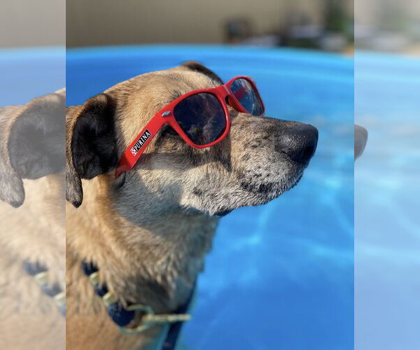 Medium Photo #3 German Shepherd Dog-Unknown Mix Puppy For Sale in Maryville, TN, USA