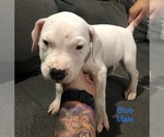 Small Photo #18 Dogo Argentino Puppy For Sale in BEAUMONT, CA, USA