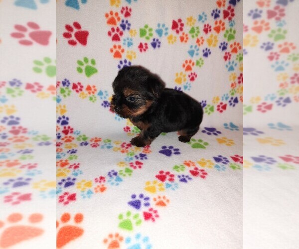 Medium Photo #9 Yorkshire Terrier Puppy For Sale in LAPEER, MI, USA