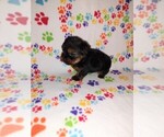 Small #8 Yorkshire Terrier