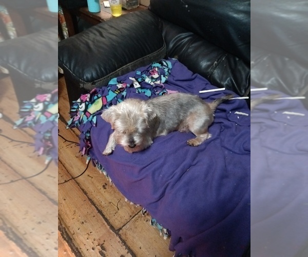 Medium Photo #3 Yorkshire Terrier Puppy For Sale in JOHNSTOWN, PA, USA