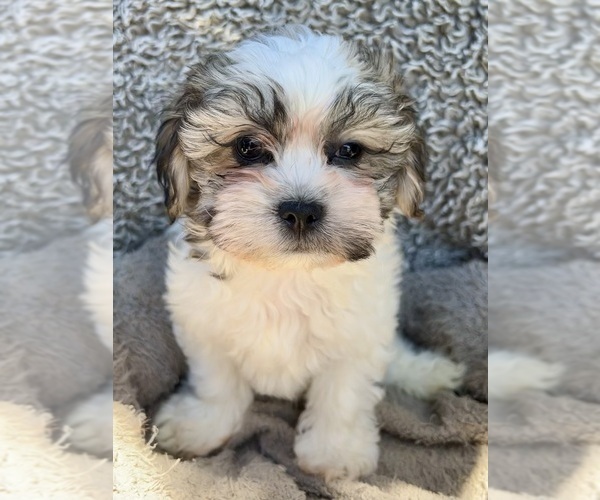Medium Photo #1 Zuchon Puppy For Sale in RENO, NV, USA